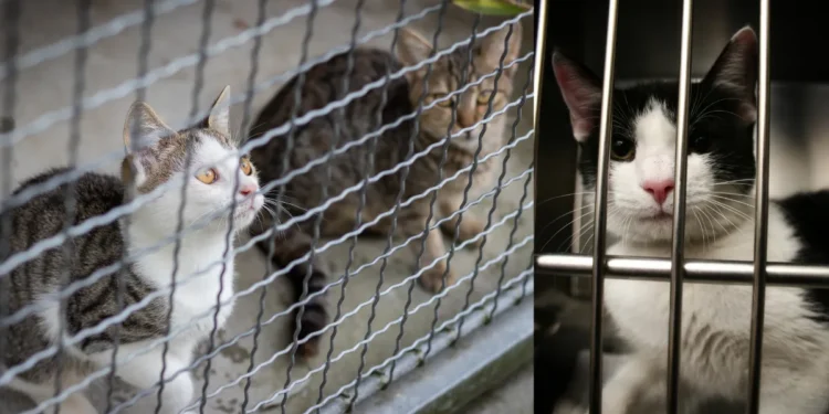 Mississauga animal cruelty case